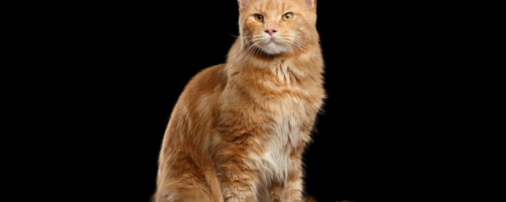 Рыжий Мейн кун на темном фоне