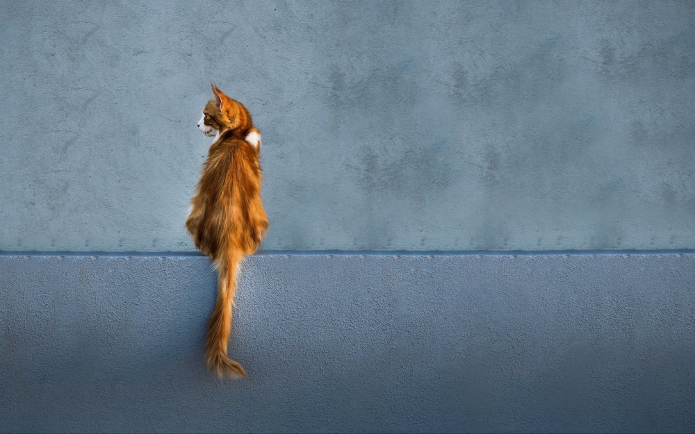 Кот сидит спиной