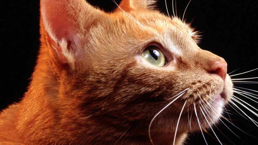 Рыжий кот