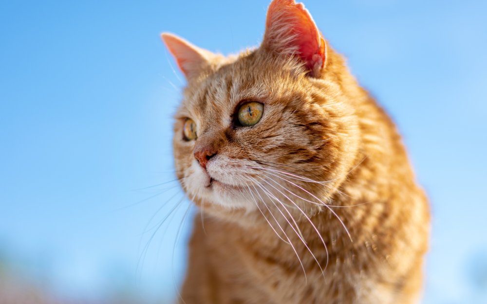 Рыжий кот обои