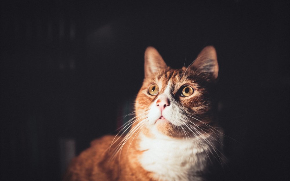 Кот смотрит вверх