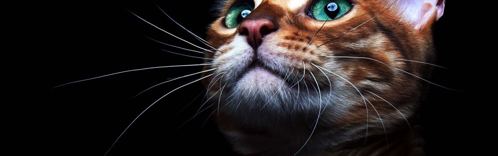 Рыжий котенок на темном фоне