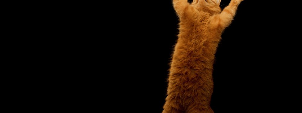 Темные обои на рабочий стол рыжий кот