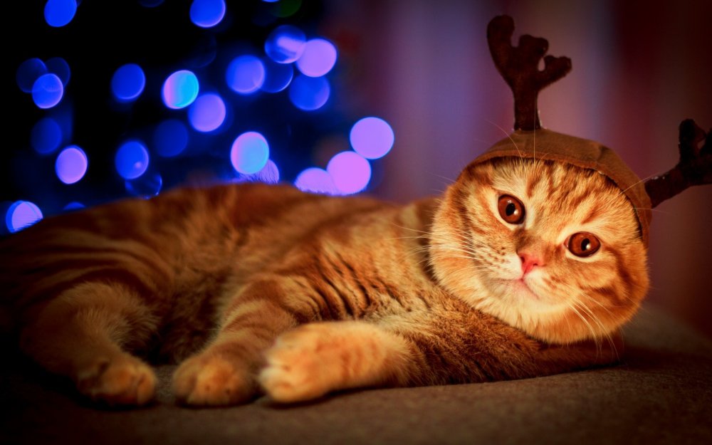 Новогодние коты