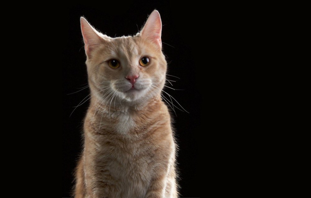 Рыжий котенок на черном фоне