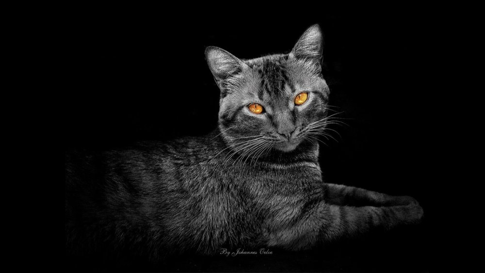 Кошка на черном фоне