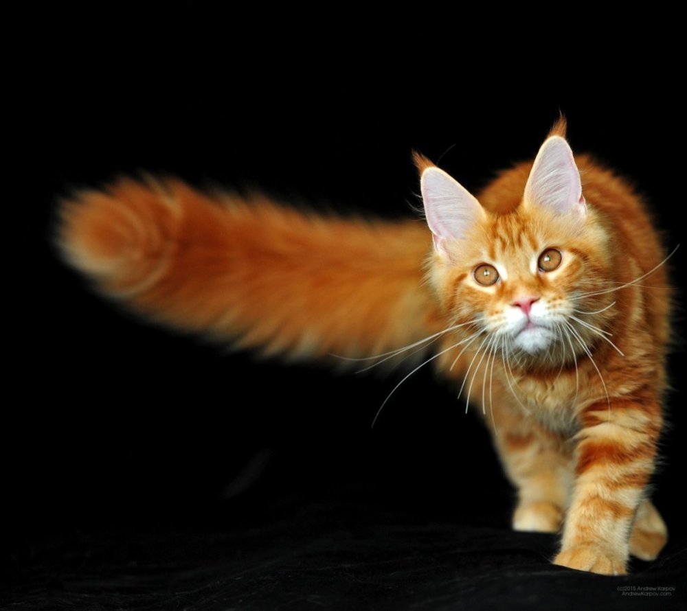 Мейн кун рыжий