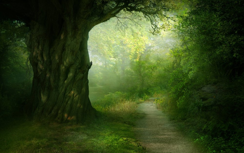 Тропа в сказочный лес