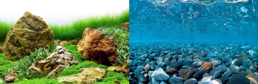 Аквариумный фон Барбус