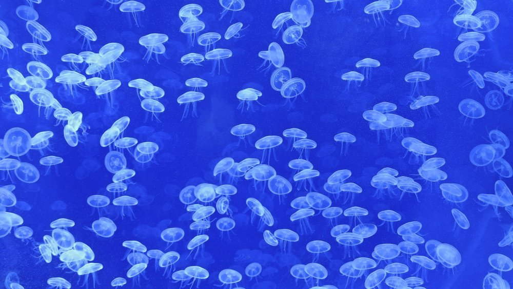 Много медуз