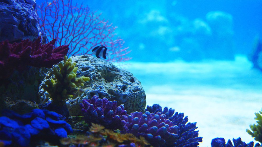 Фон для аквариума