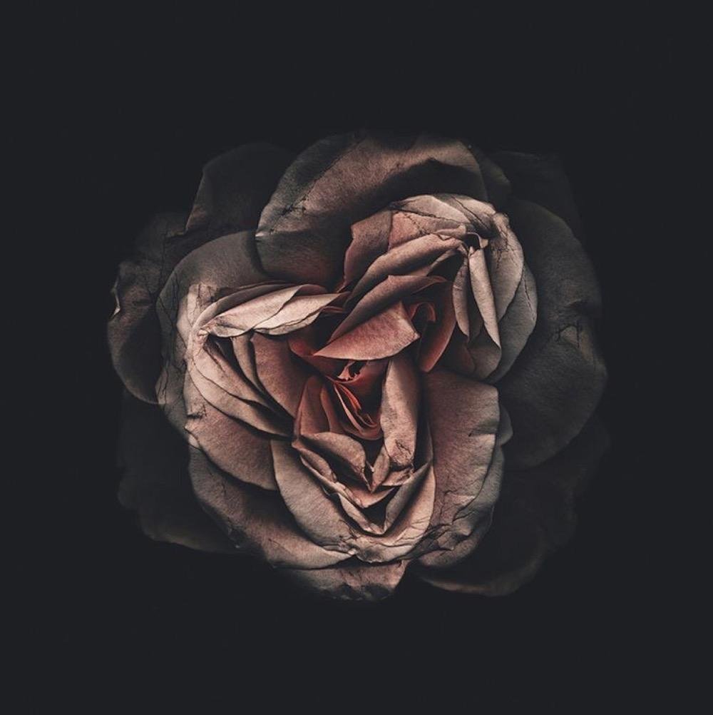 Дарк Роуз Эстетика