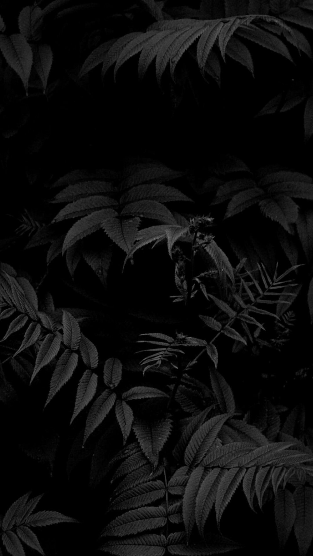 Листья на черном фоне