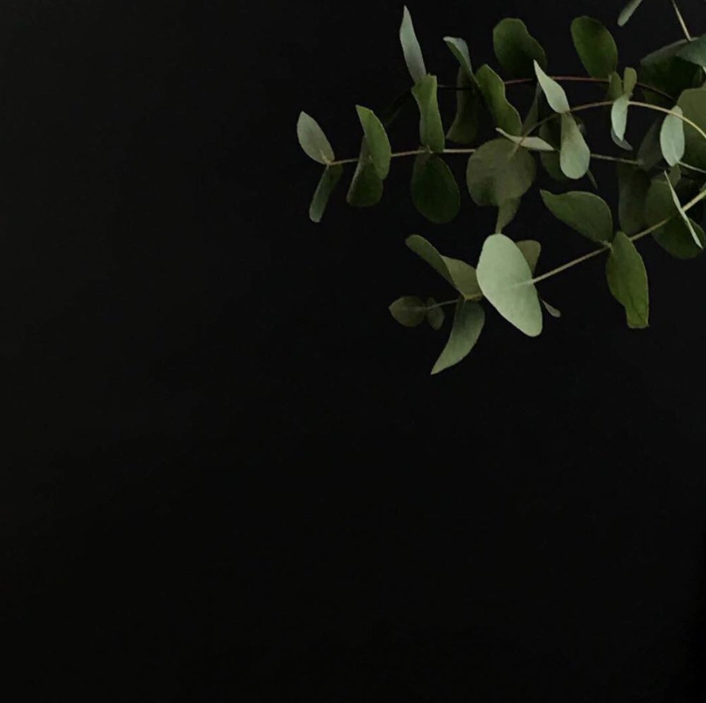 Растения Минимализм