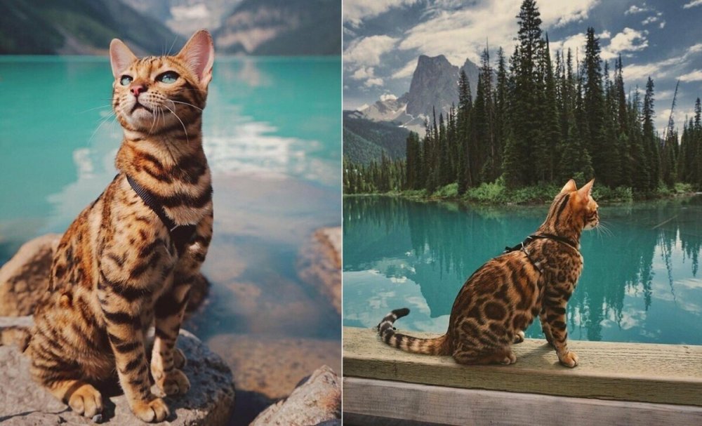 Кошка на фоне гор