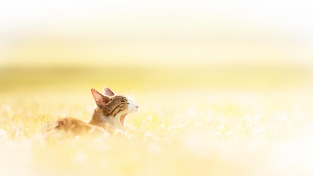 Бенгальская кошка Таиланд