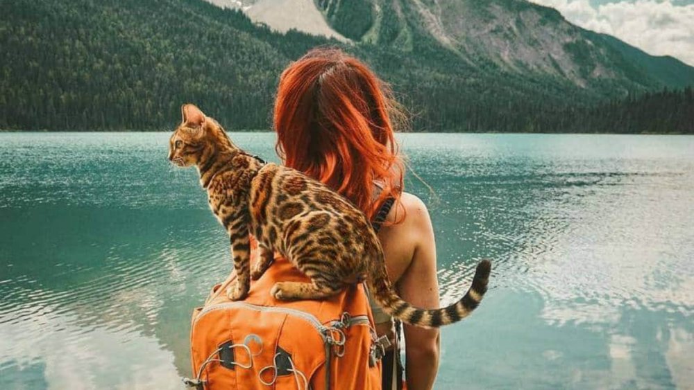 Фотообои детские с котятами