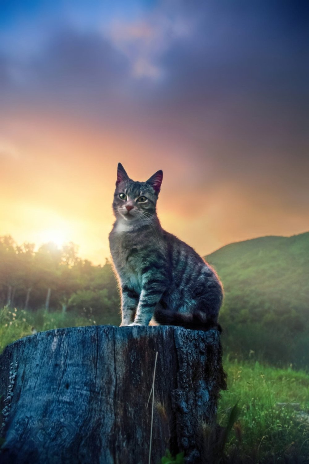 Египетская МАУ кошка