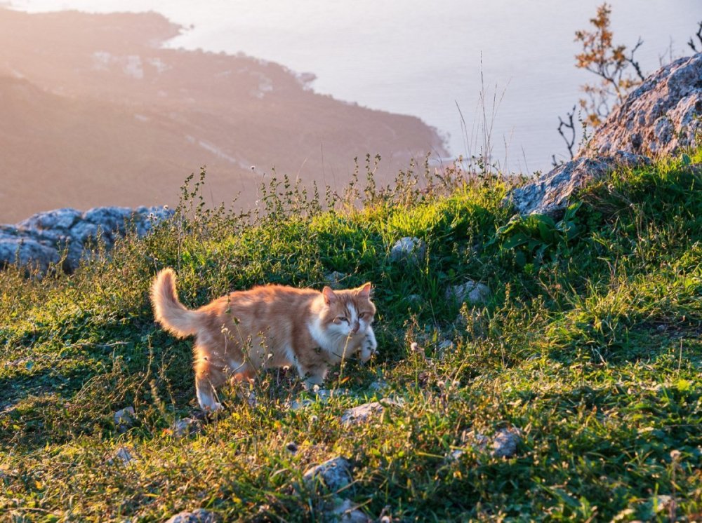 Кошка путешественница Сьюки