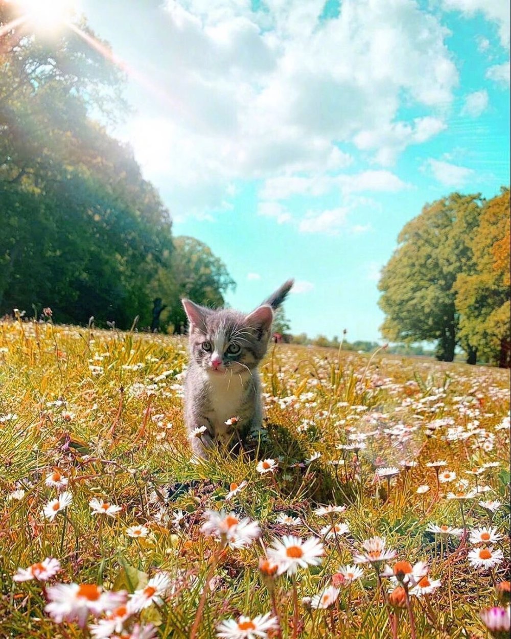 Кот в лучах солнца