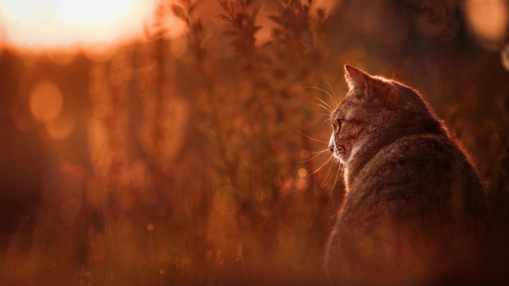 Кошка на заборе