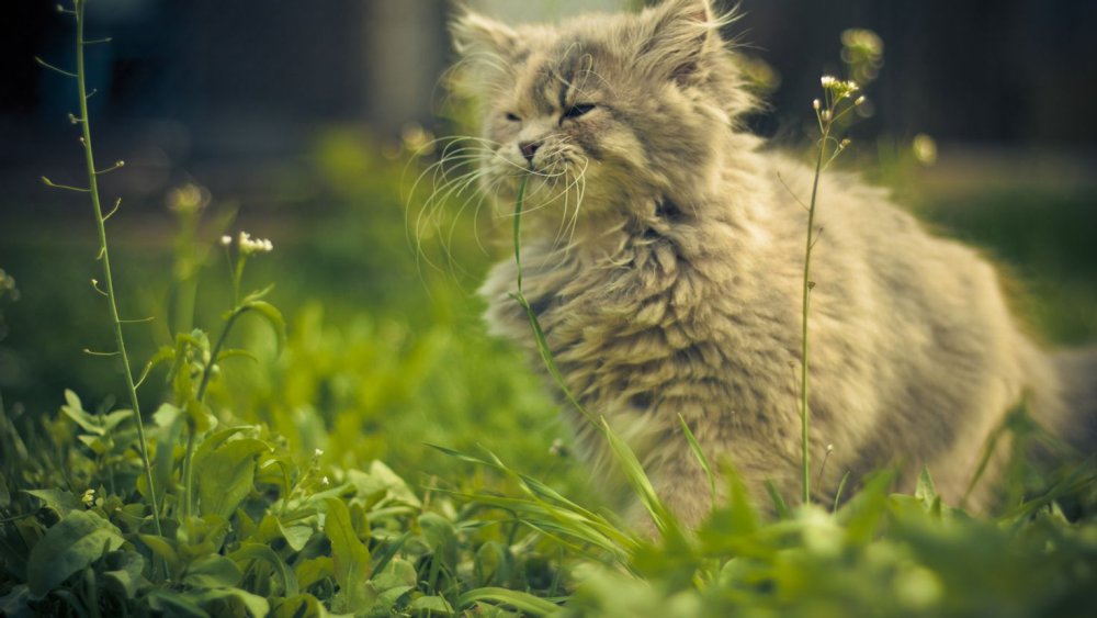 Солнечное утро