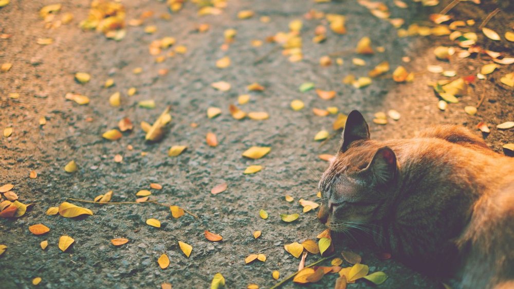 Котики на Поляне в цветах