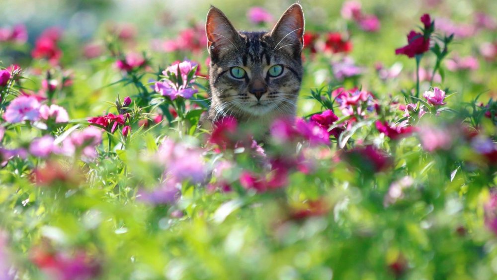 Кот на лугу