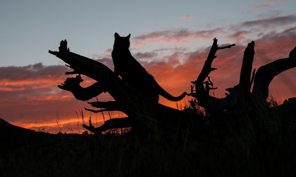 Кот на лужайке