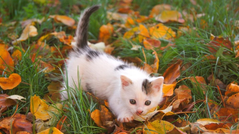 Кошка на море