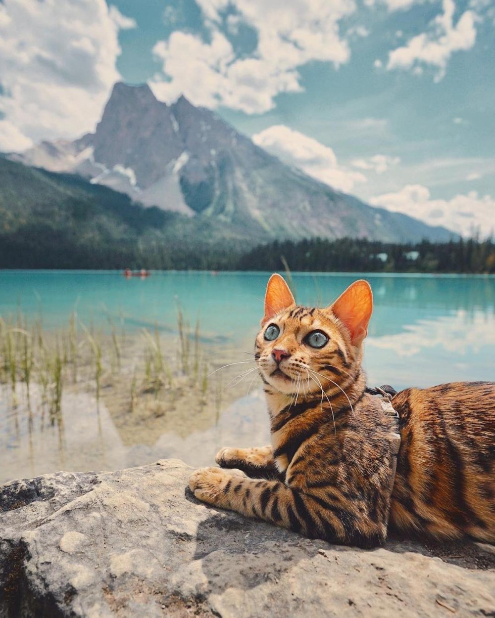 Кот в траве