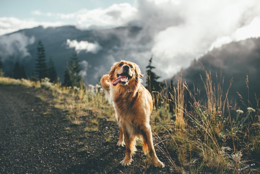 Сьюки кот путешественник