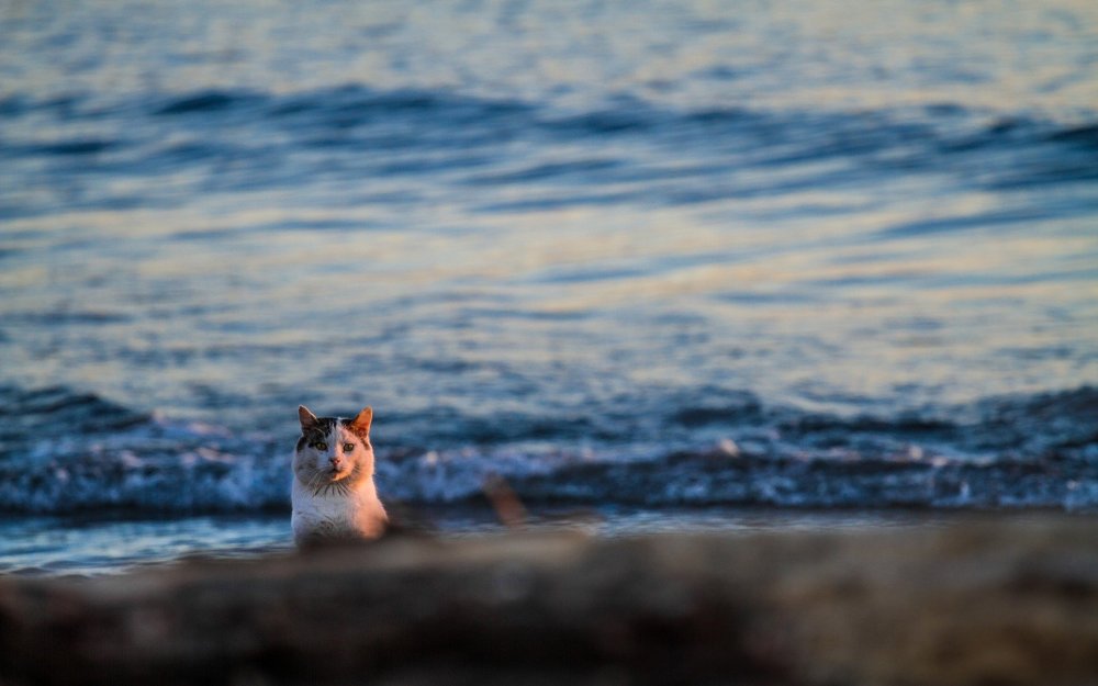 Весенний пейзаж с животными