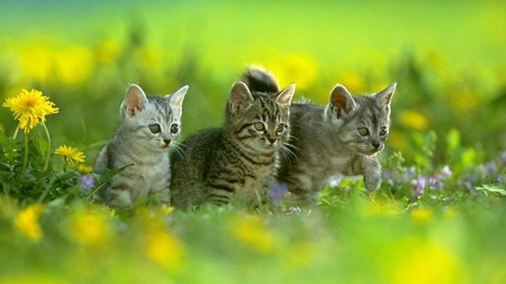 Котик на фоне Сакуры