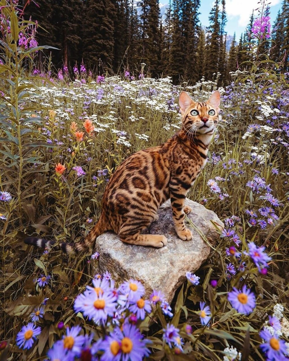 Котенок в цветах