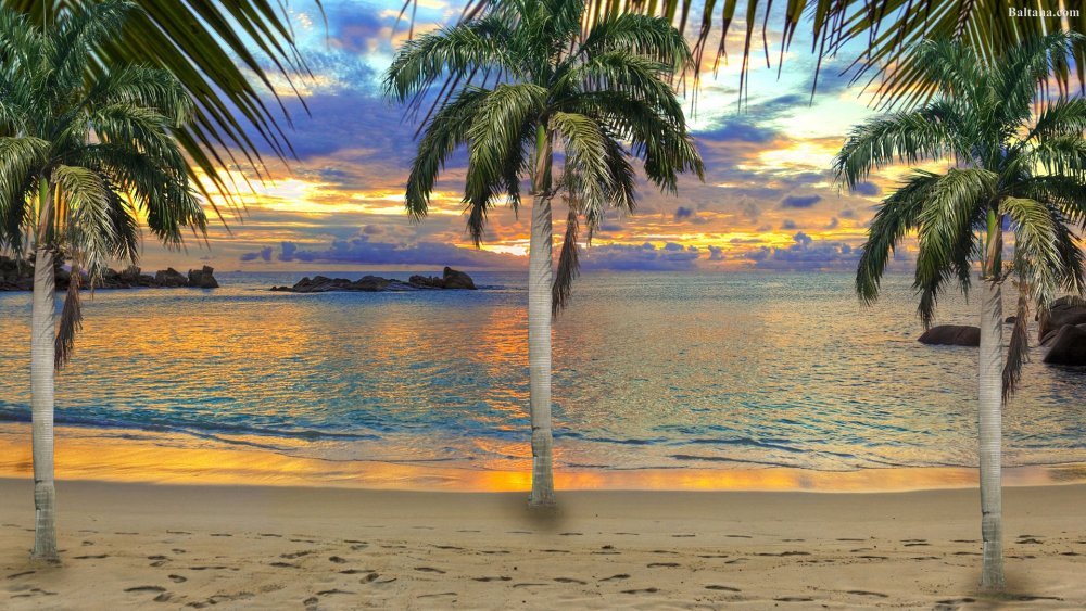 Пляж с пальмами