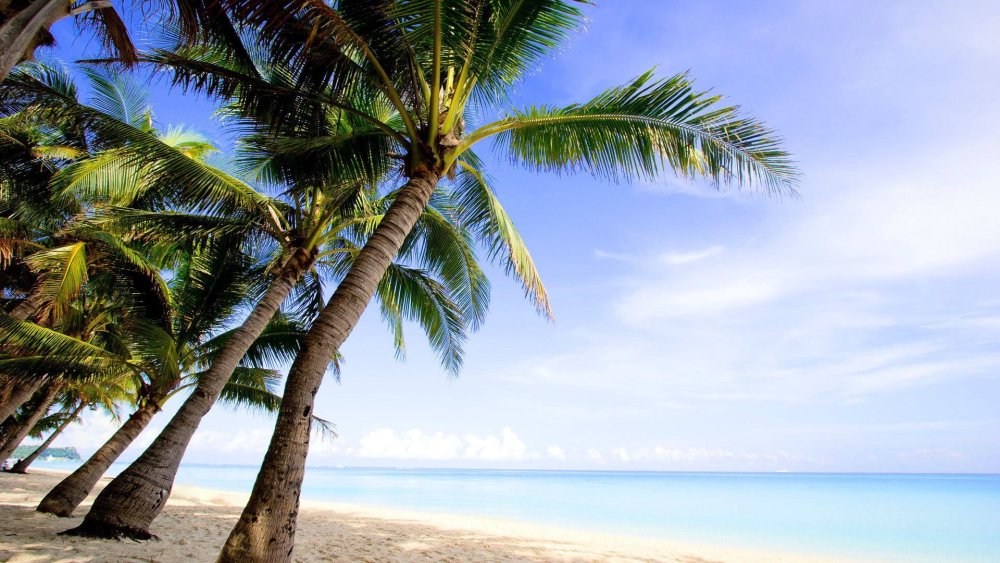 Картинки на рабочий стол пальмы