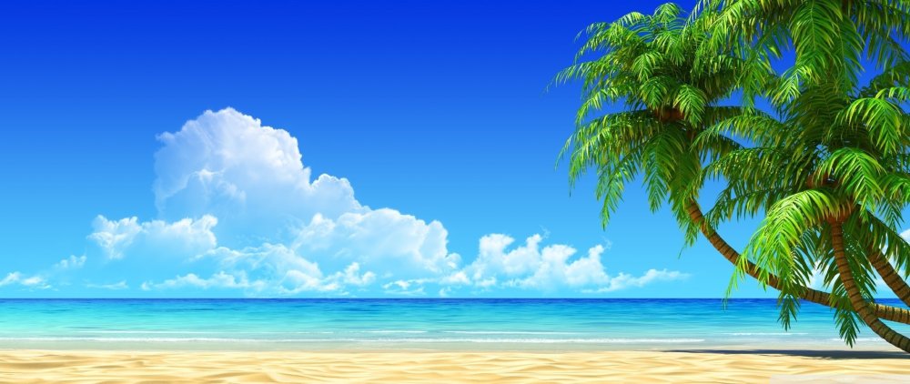 Море пальмы панорама
