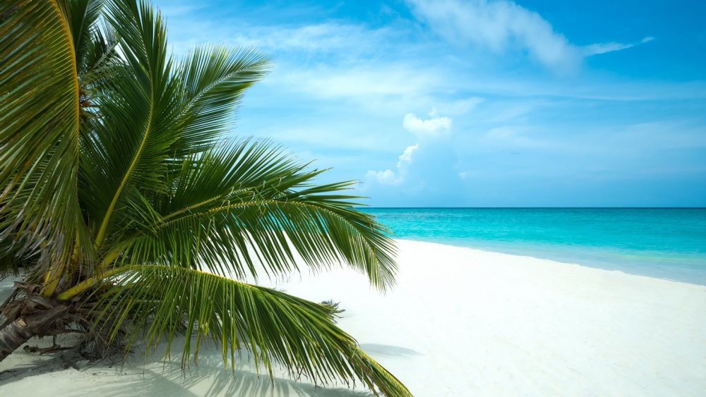 Море пальмы