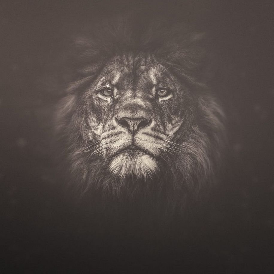Лев на черном фоне