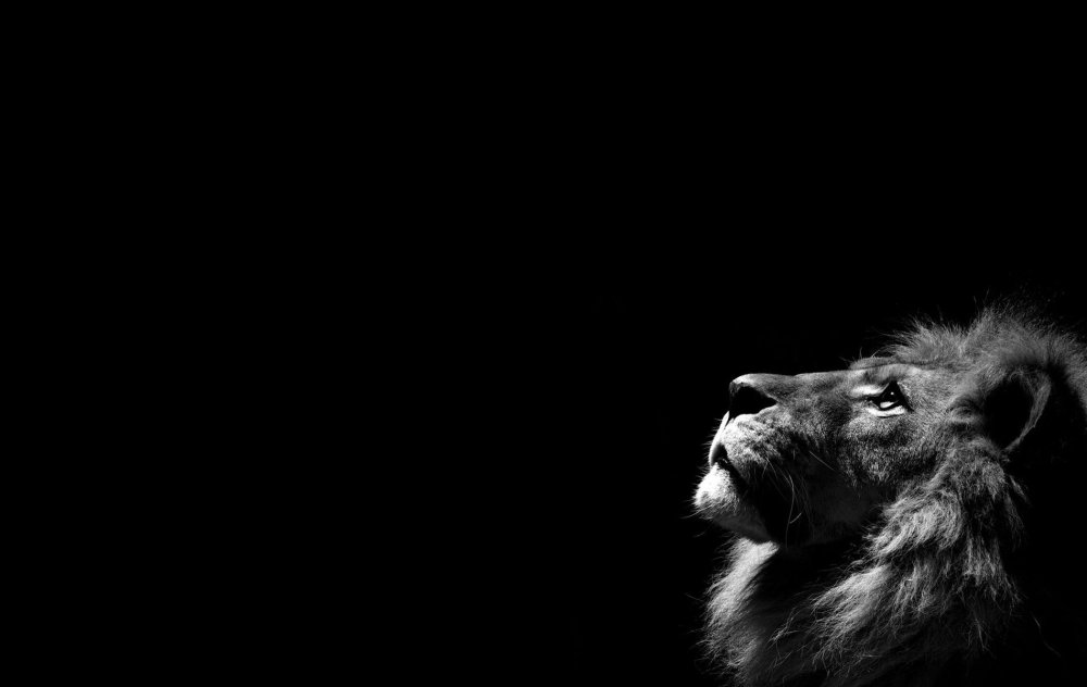 Лев на рабочий стол чб