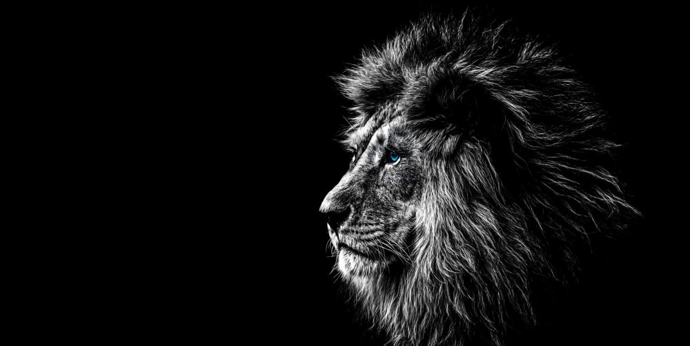 Абстракция животные