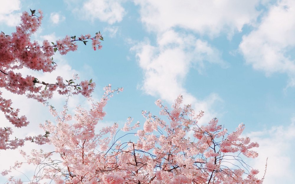 Сакура дерево