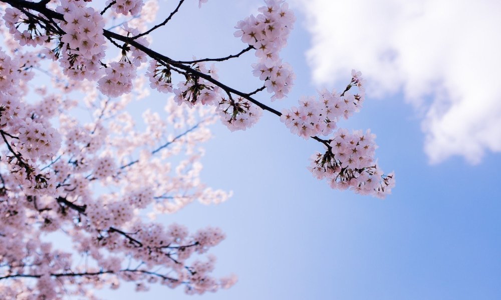 Сакура aesthetic