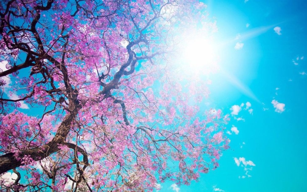 Голубая Сакура бывает