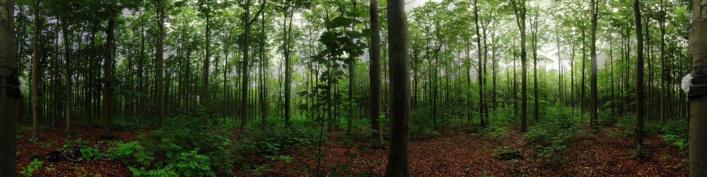 Лес панорама высокого разрешения