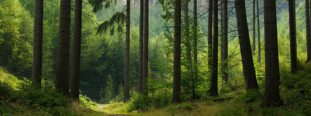 Панорама леса