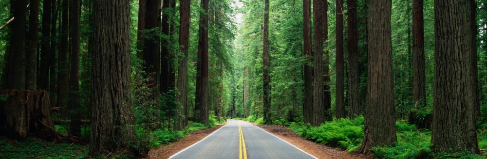 Длинный лес