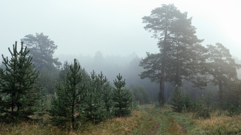 Сосновый Бор в сумерках