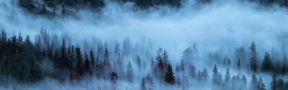 Лес панорама